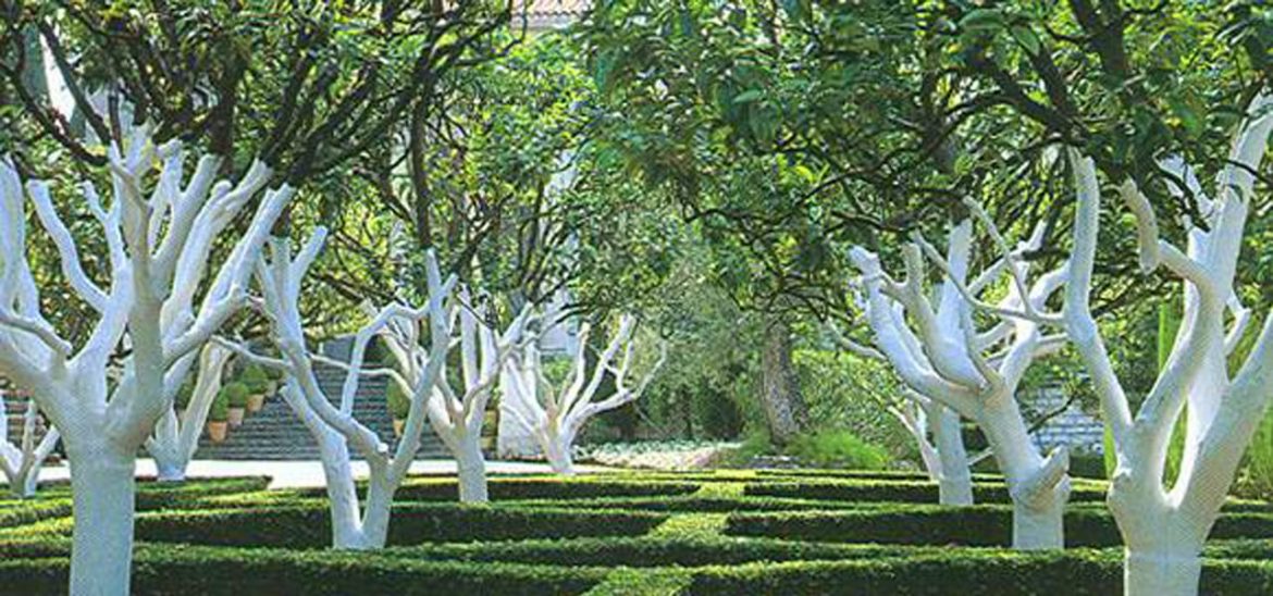 Bielenie drzew owocowych