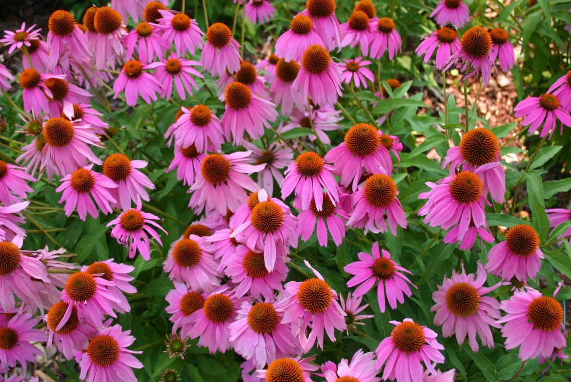 Jeżówka purpurowa (Echinacea purpurea) Jeżówka purpurowa (Echinacea purpurea)