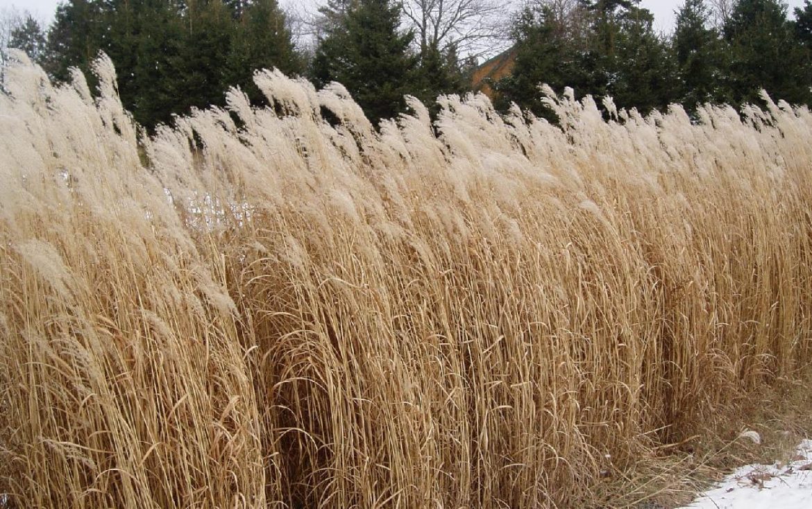 Miskant chiński - Miscanthus sinensis
