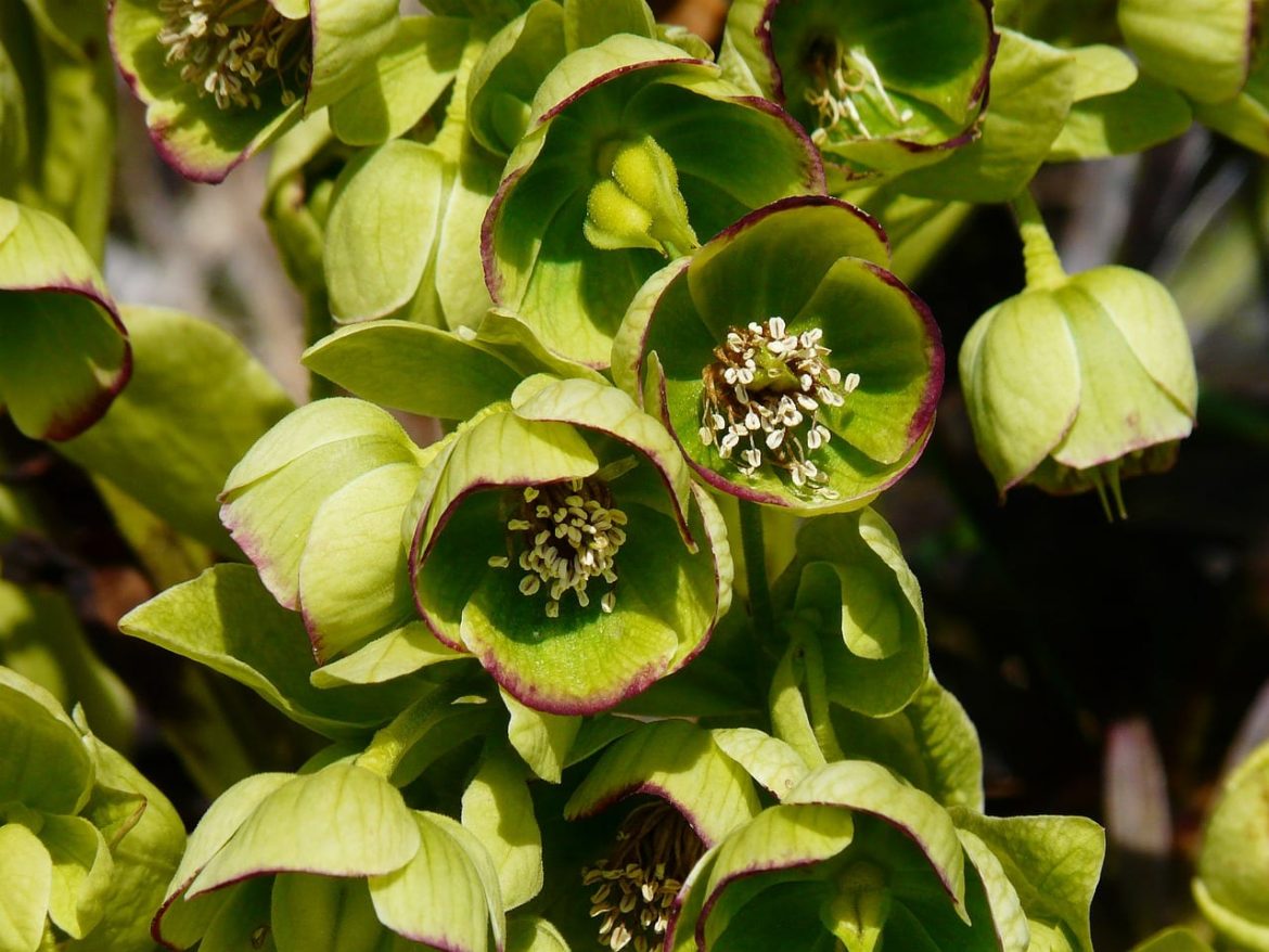 Ciemiernik cuchnący (Helleborus foetidus)