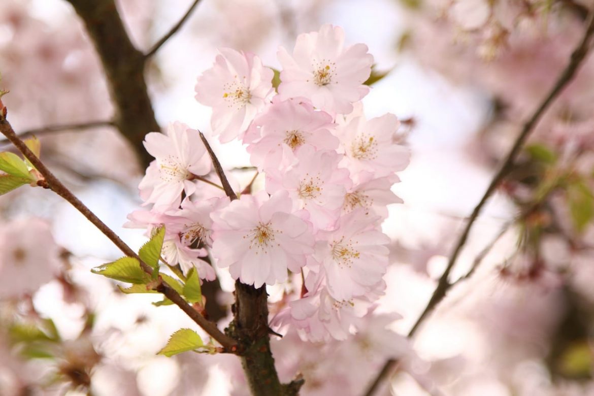 Pięknie pachnące rośliny – aromatyczny ogród Pięknie pachnące rośliny - aromatyczny ogród