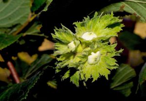 Leszczyna pospolita - Corylus avellana