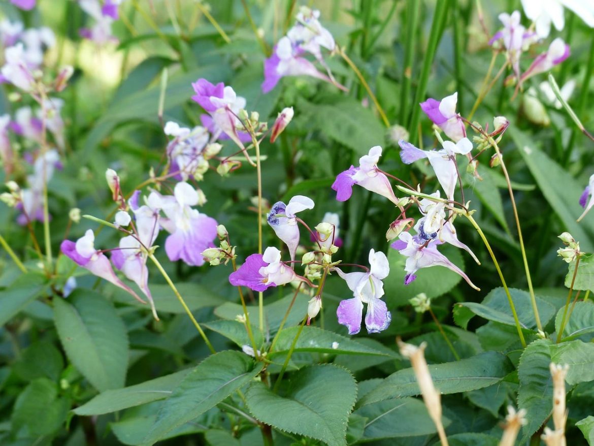 Niecierpek balsamina