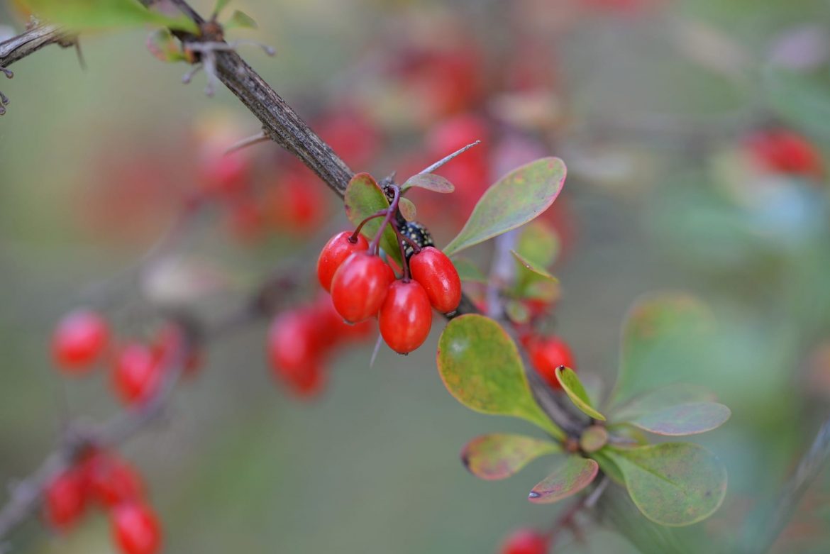 Berberys Thunberga - Berberis thunbergii
