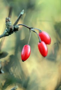 berberys thunberga