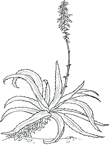 aloes drzewiasty