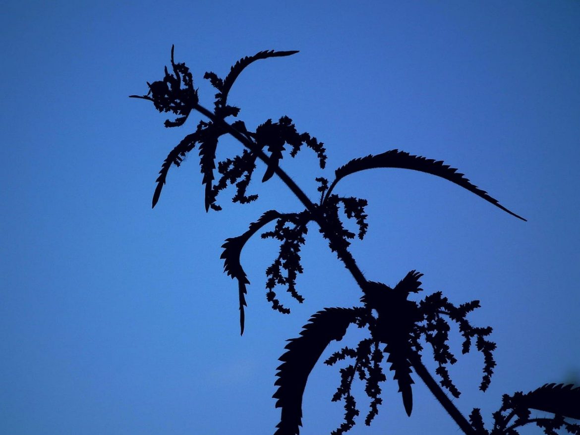 Pokrzywa zwyczajna - Urtica dioica