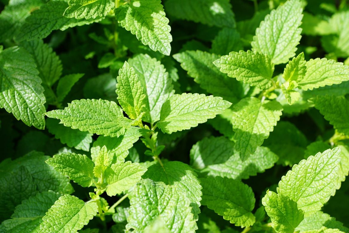 Mięta pieprzowa – Mentha x piperita Mięta pieprzowa - Mentha x piperita