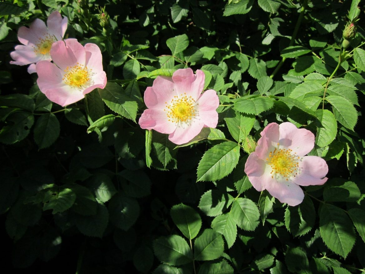 Róża dzika – Rosa canina Róża dzika - Rosa canina