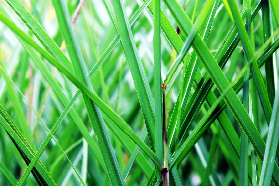 trawy zimozielone i półzimozielone