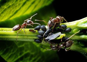 ants-1271768_960_720