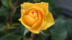 PoradyOgrodnicze.pl – Ogród pełen aromatów – róża
