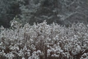 rośliny atrakcyjne zimą Poradyogrodnicze.pl