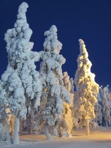 Ochrona iglaków zimą poradyogrodnicze-pl-ochrona-iglakow-na-zime-iglaki-zima
