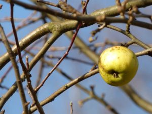 oprysk drzew owocowych jesienią poradyogrodnicze-pl-oprysk-drzew-owocowych-jesienia-jesien-jablko