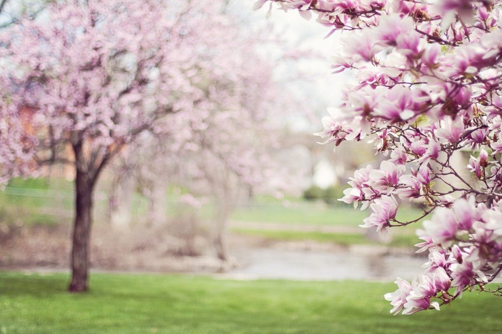 Magnolia - poradyogrodnicze.pl