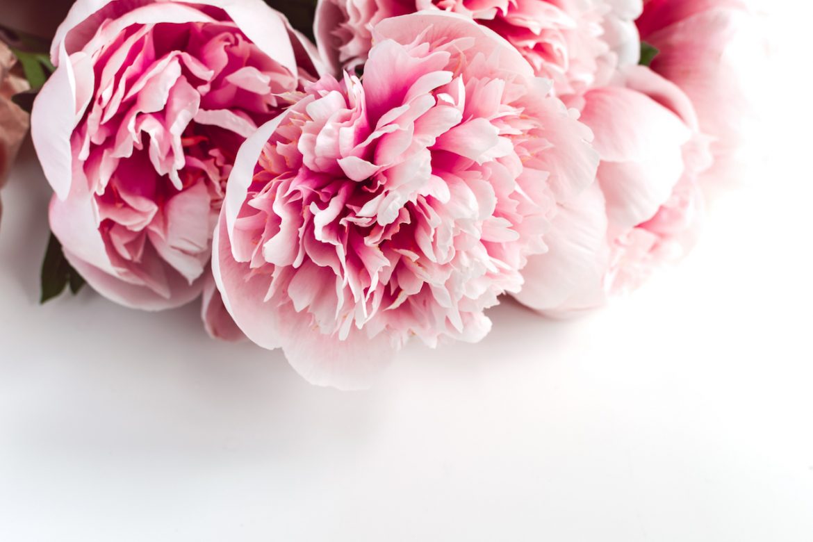 Peonia – pielęgnacja Peonia - pielęgnacja